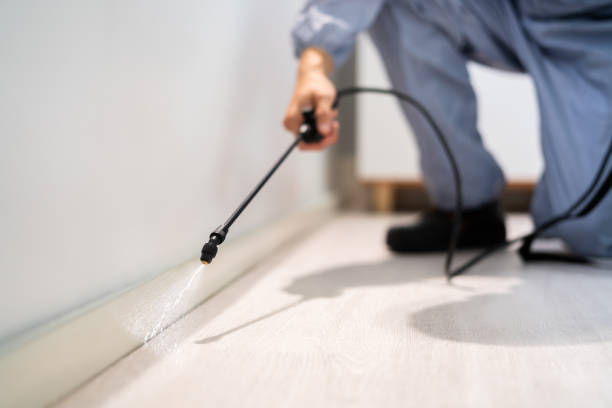 Licensed Wasp Removal service in Brookneal, VA - Show Me Pest Control